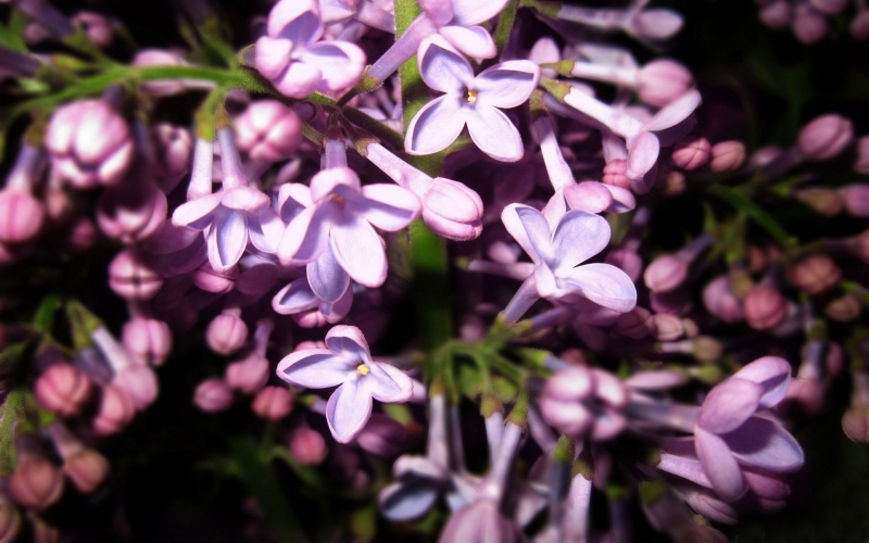 点击大图看下一张：紫丁香唯美图片