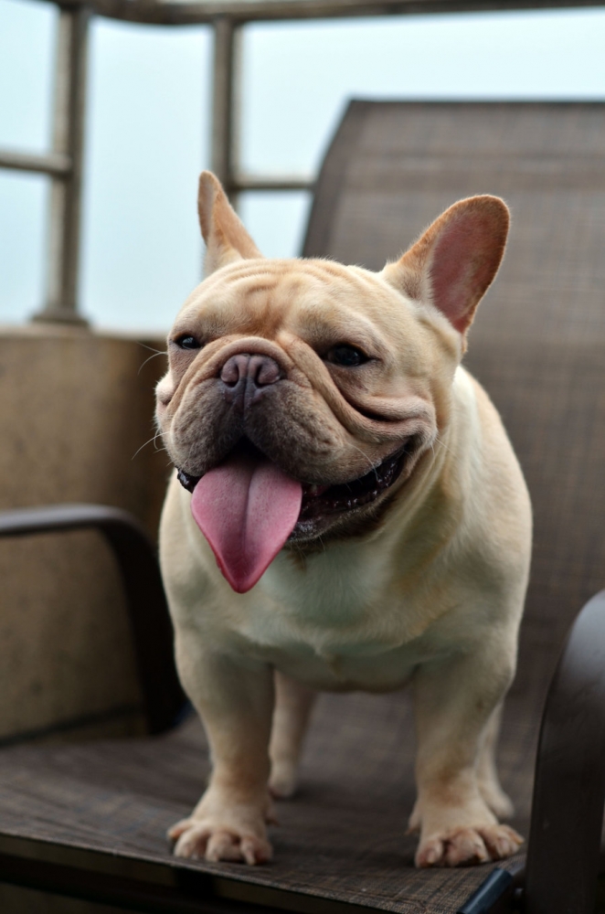 点击大图看下一张：斗牛犬强森小拍