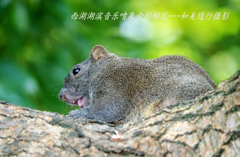 点击大图看下一张：行道树上树鼠