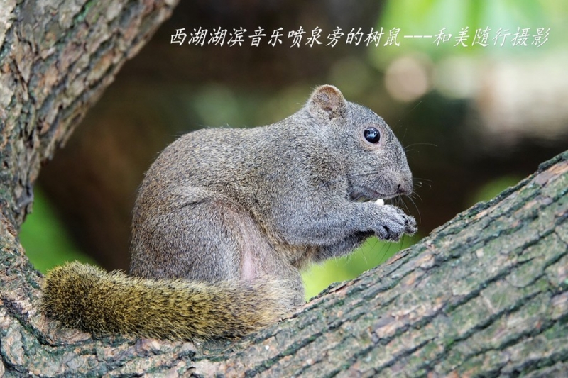 点击大图看下一张：行道树上树鼠