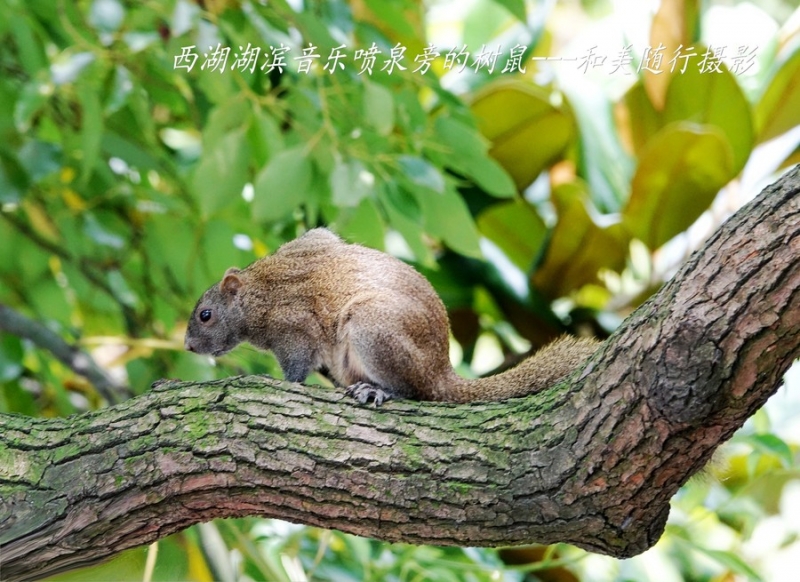 点击大图看下一张：行道树上树鼠