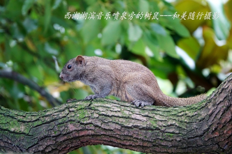 点击大图看下一张：行道树上树鼠