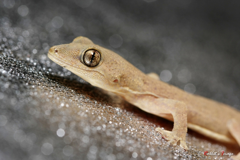 点击大图看下一张：偶遇精灵壁虎