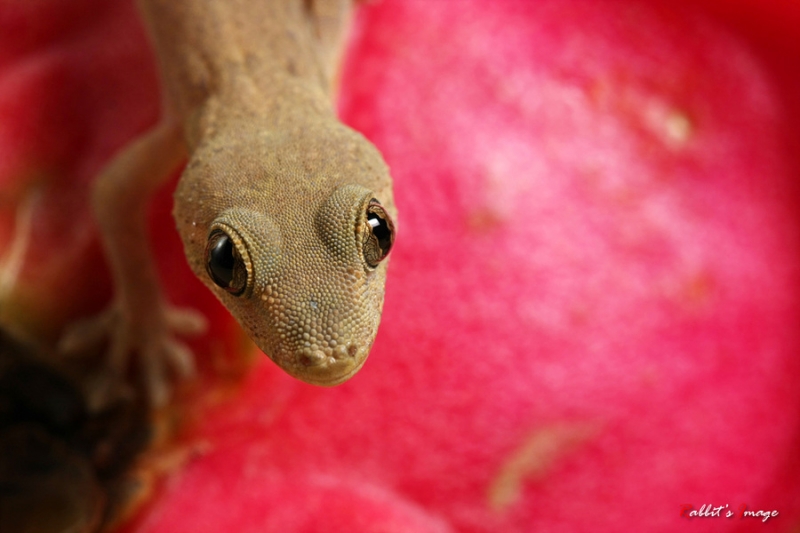 点击大图看下一张：偶遇精灵壁虎