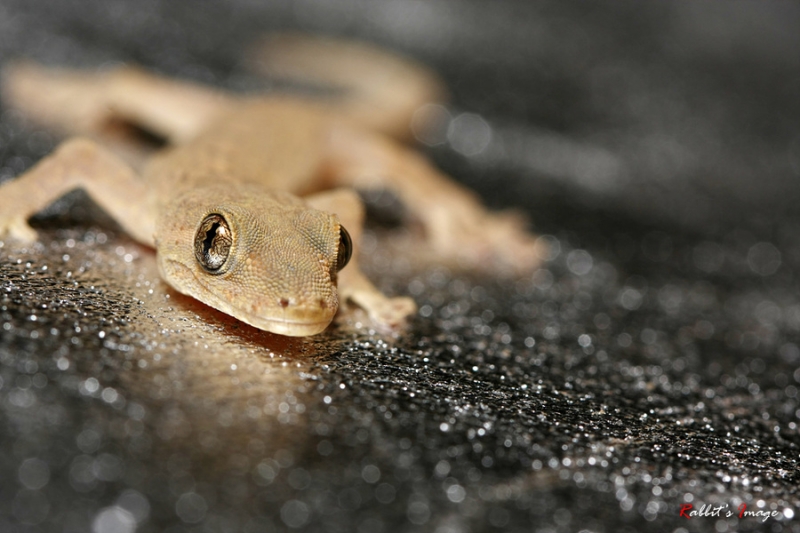 点击大图看下一张：偶遇精灵壁虎