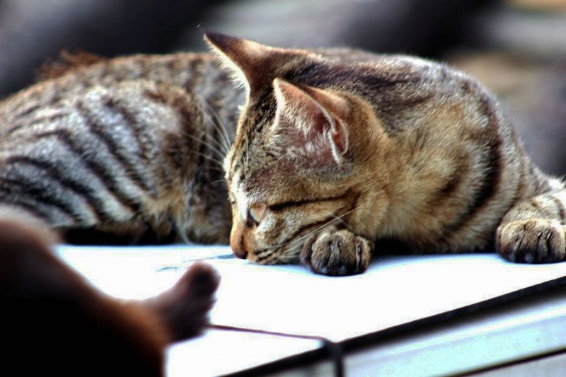 点击大图看下一张：随性的萌猫