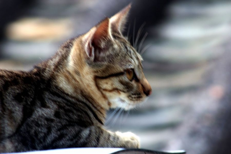 点击大图看下一张：随性的萌猫