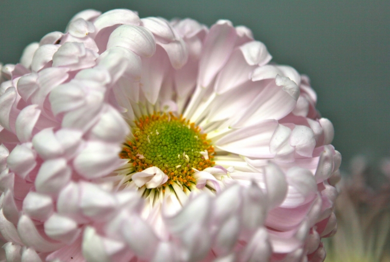 点击大图看下一张：金秋菊花的图片
