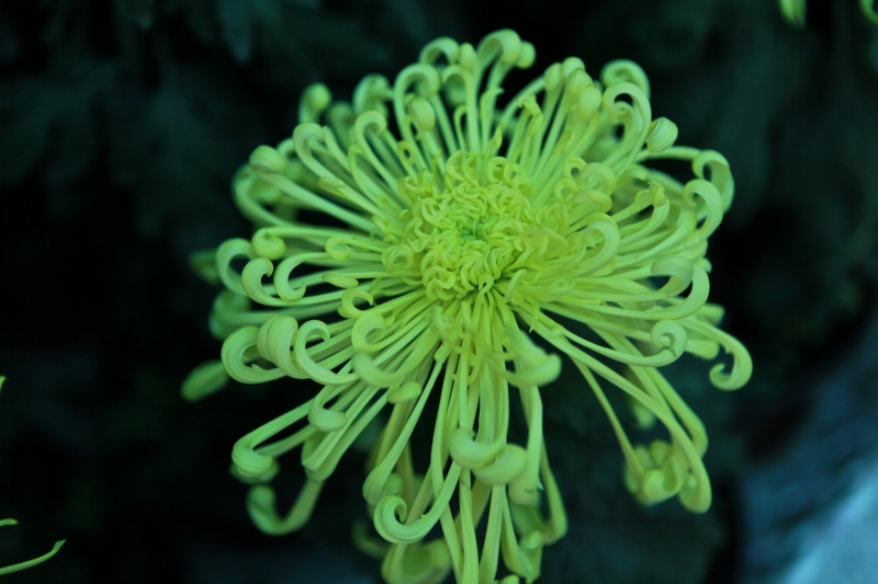 点击大图看下一张：金秋菊花的图片