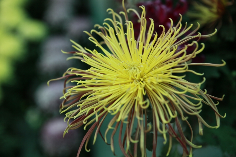 点击大图看下一张：金秋菊花的图片