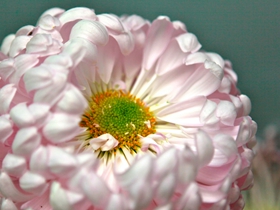 金秋菊花的图片