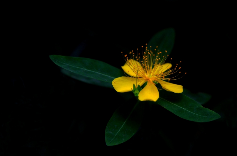 点击大图看下一张：金丝桃花图片