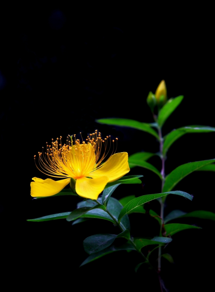 点击大图看下一张：金丝桃花图片