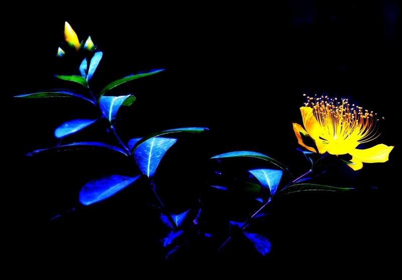 点击大图看下一张：金丝桃花图片