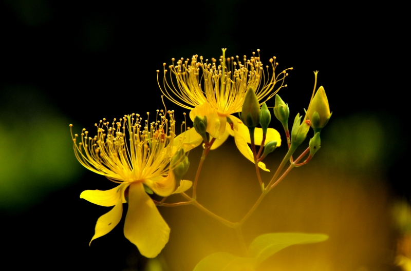 点击大图看下一张：金丝桃花图片