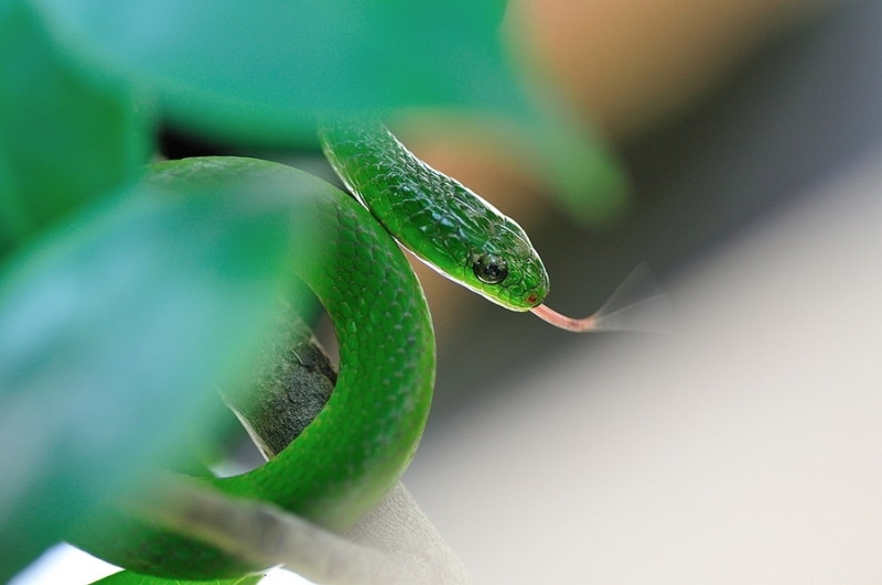点击大图看下一张：翠青蛇图片