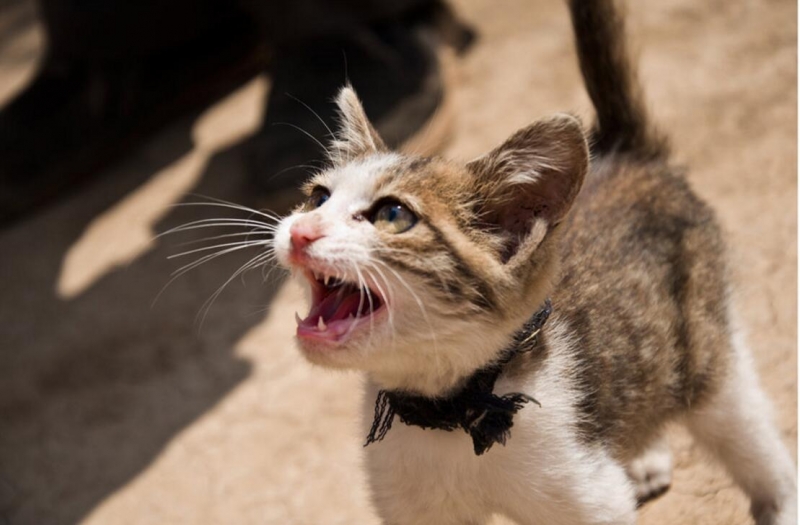 点击大图看下一张：尖叫的小猫