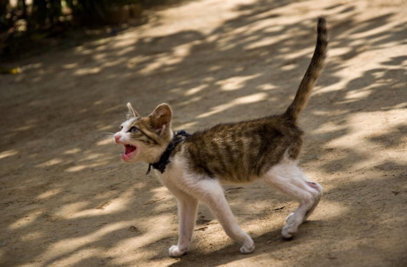 点击大图看下一张：尖叫的小猫