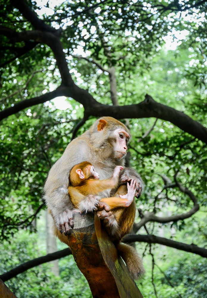 点击大图看下一张：两对猴母子