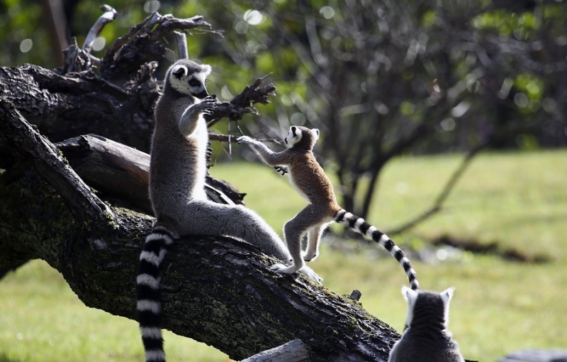 点击大图看下一张：马达加斯加环尾狐猴