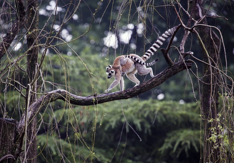 点击大图看下一张：马达加斯加环尾狐猴