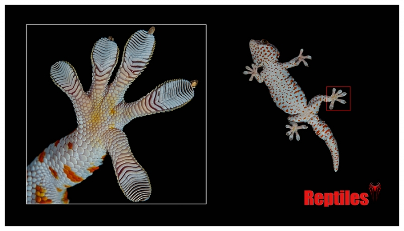 点击大图看下一张：守宫魅影壁虎