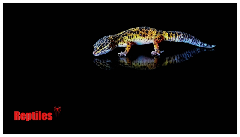 点击大图看下一张：守宫魅影壁虎