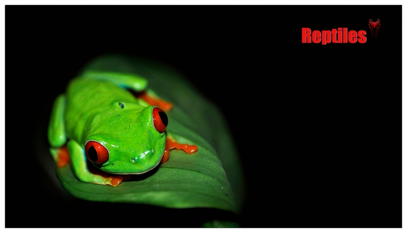 点击大图看下一张：月夜蛙鸣