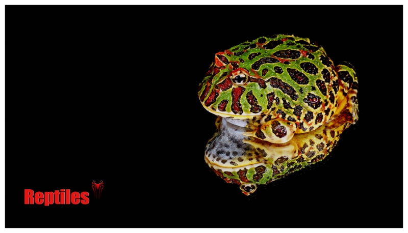 点击大图看下一张：月夜蛙鸣