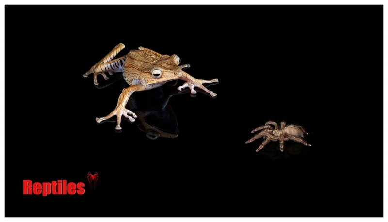 点击大图看下一张：月夜蛙鸣