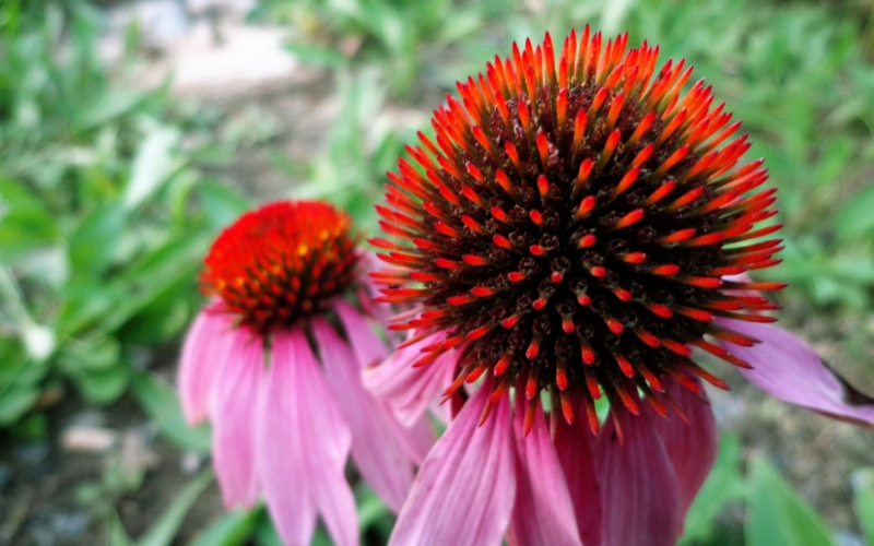 点击大图看下一张：松果菊花图片