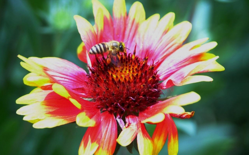 点击大图看下一张：松果菊花图片