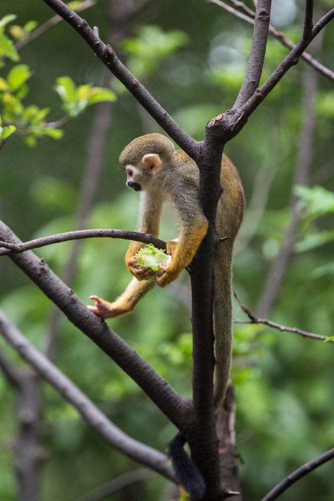 点击大图看下一张：树杈上的松鼠猴