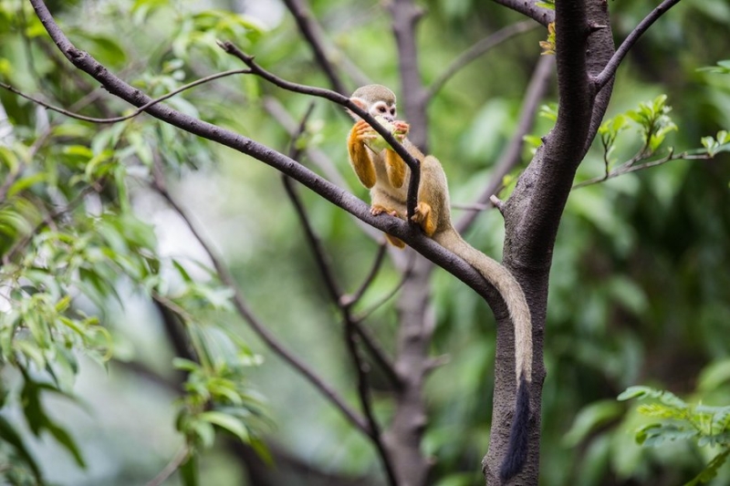 点击大图看下一张：树杈上的松鼠猴