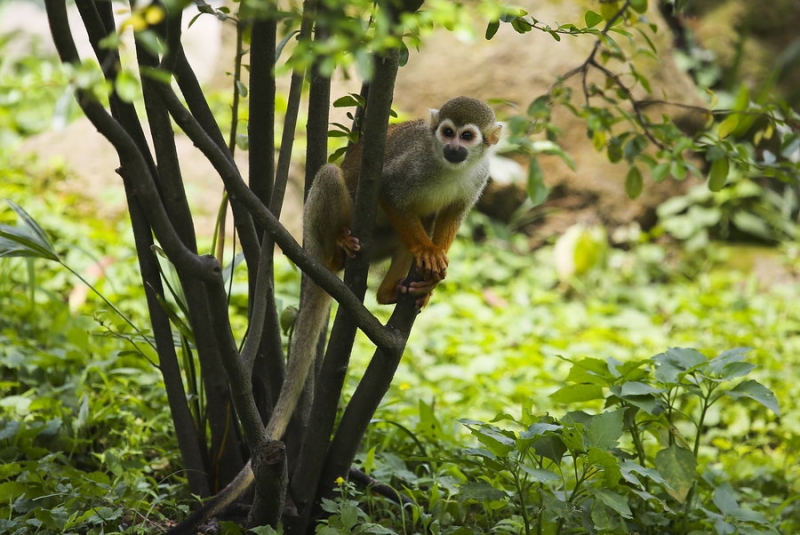 点击大图看下一张：顽皮的松鼠猴