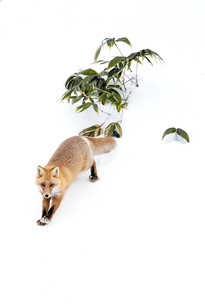 点击大图看下一张：雪山仙狐