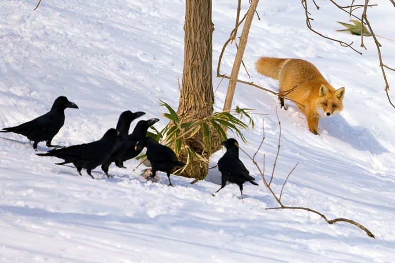 点击大图看下一张：雪山仙狐