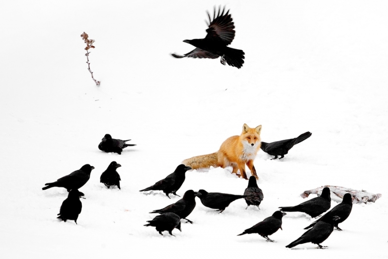 点击大图看下一张：雪山仙狐