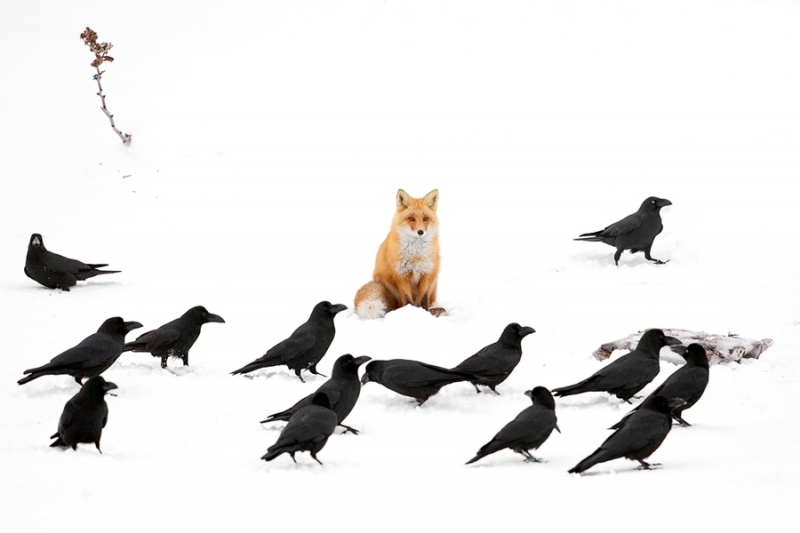 点击大图看下一张：雪山仙狐