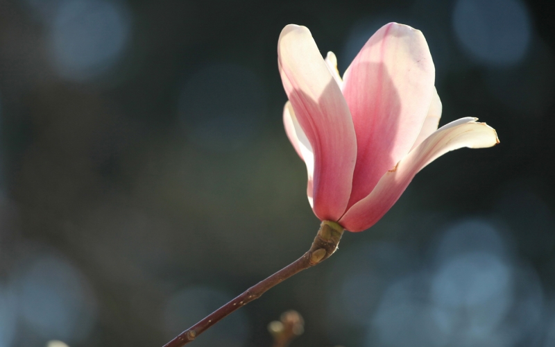 点击大图看下一张：玉兰花照片