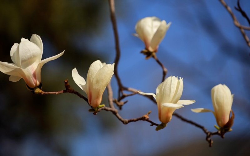 点击大图看下一张：玉兰花照片
