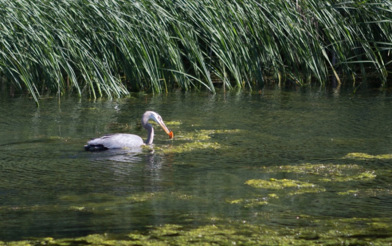 点击大图看下一张：大蓝鹭习性
