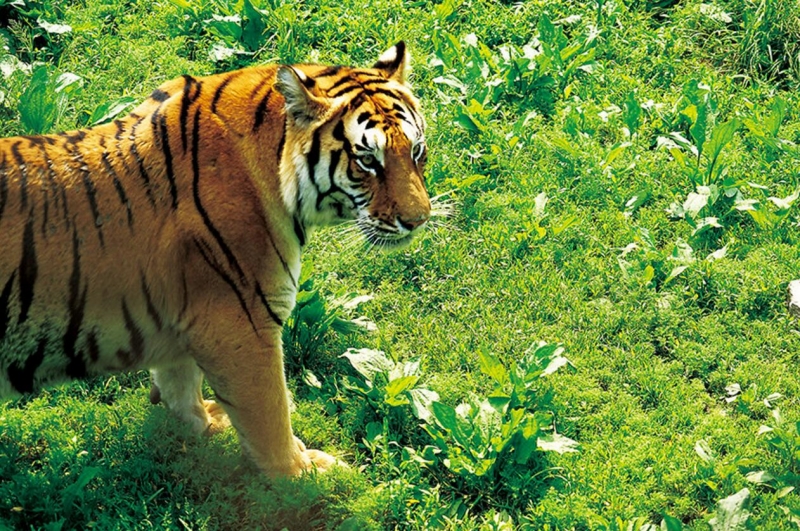 点击大图看下一张：黑龙江东北虎