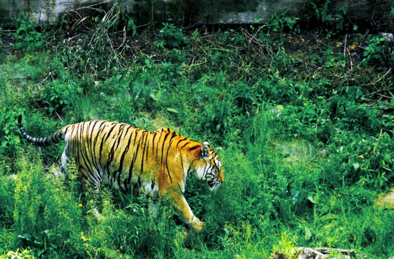 点击大图看下一张：黑龙江东北虎