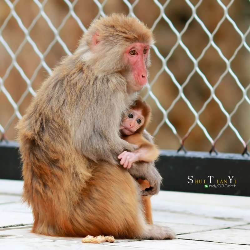点击大图看下一张：猴子的情怀