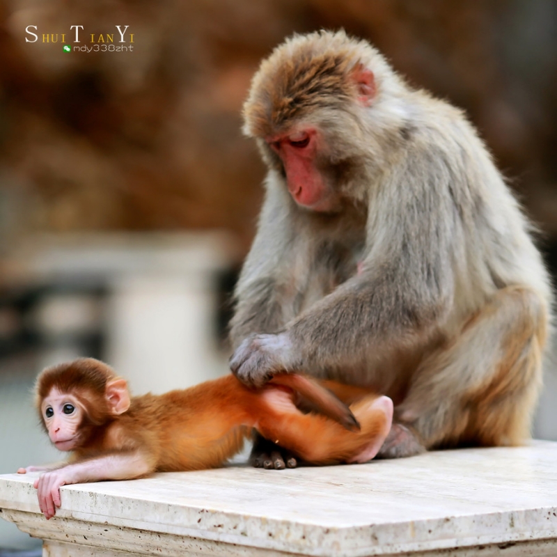 点击大图看下一张：猴子的情怀