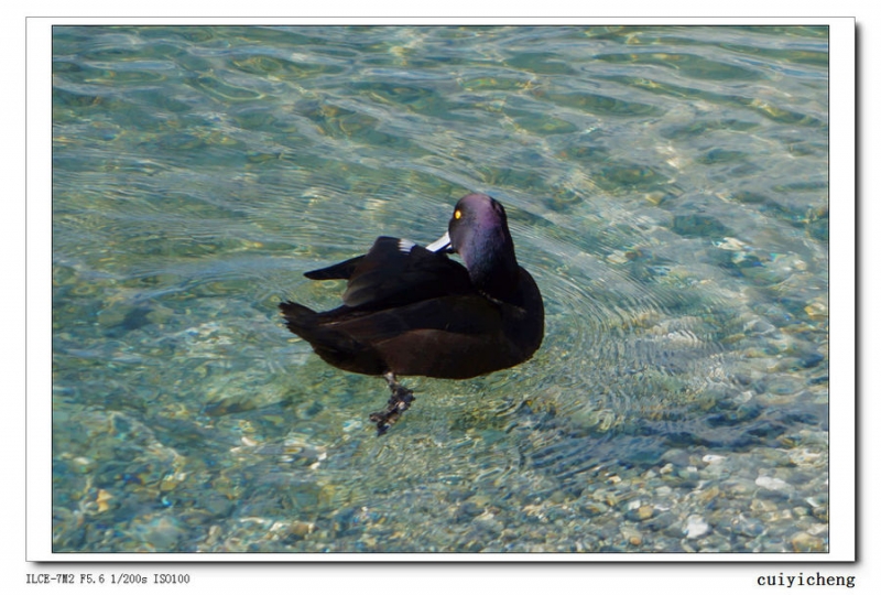 点击大图看下一张：湖边野鸭戏水