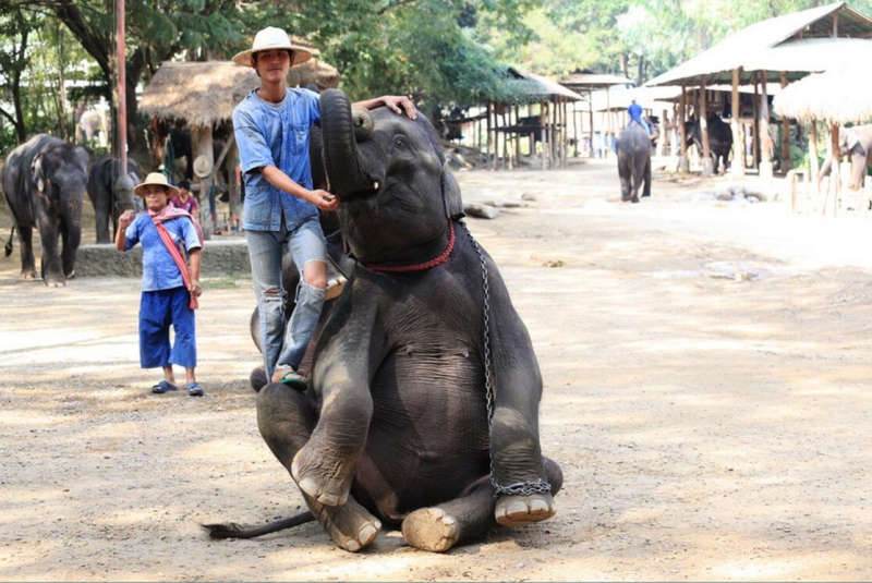 点击大图看下一张：灵性的大象