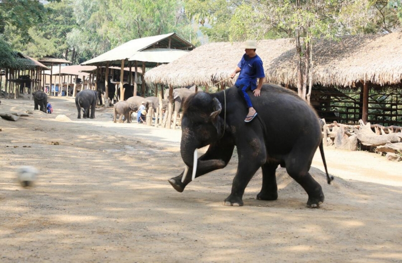 点击大图看下一张：灵性的大象