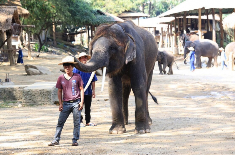 点击大图看下一张：灵性的大象